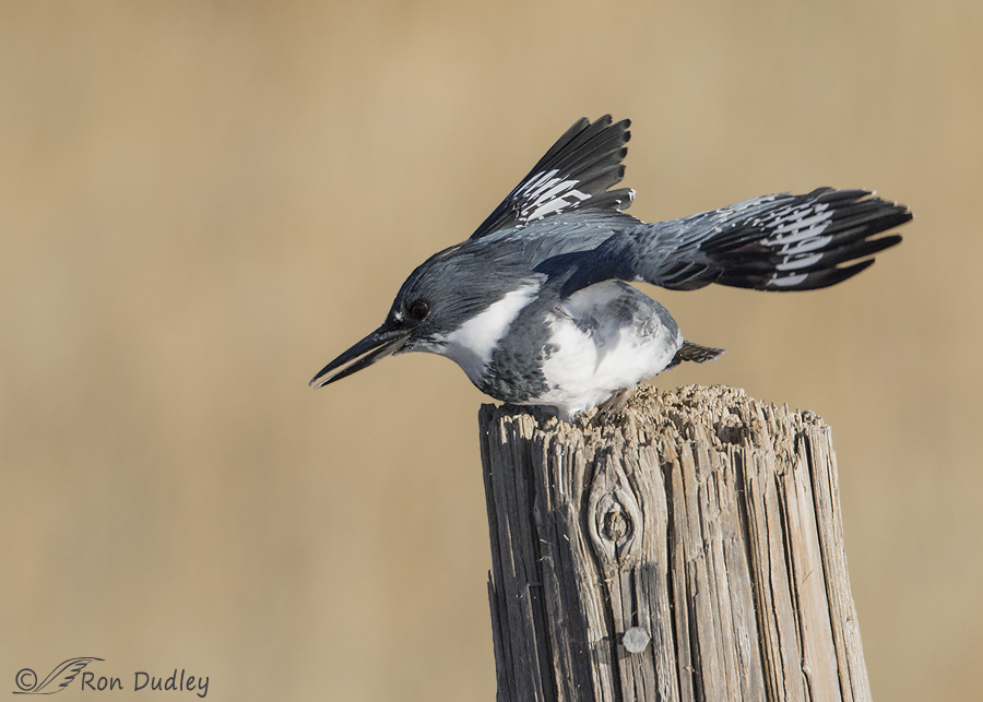 beltled-kingfisher-0811-ron-dudley