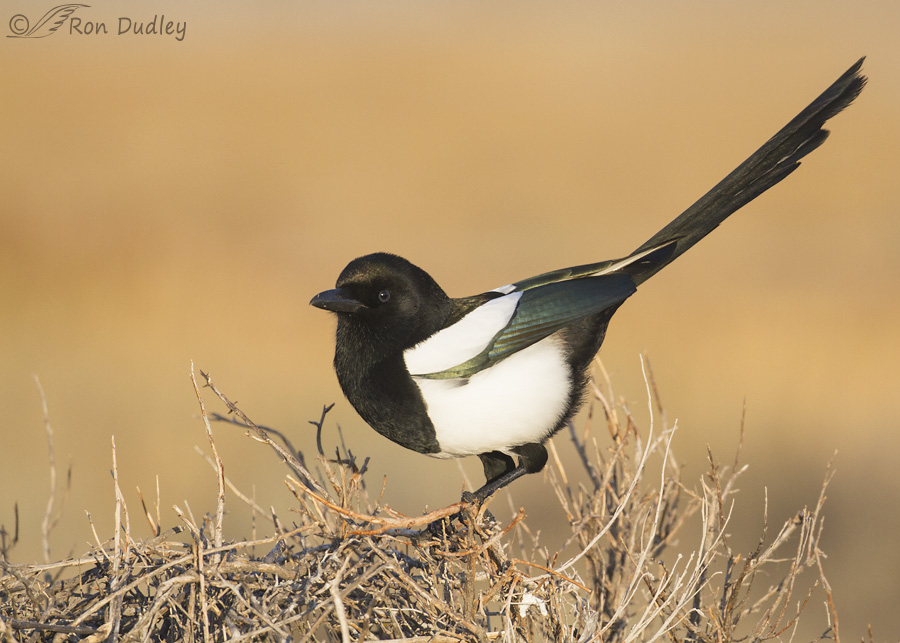 black-billed-magpie-8436-ron-dudley