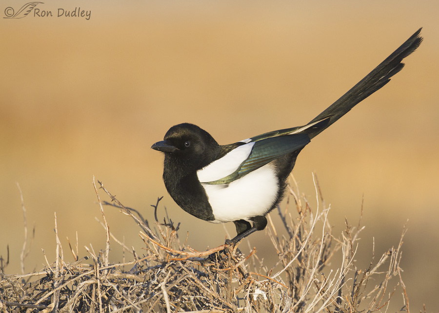black-billed-magpie-8436-ron-dudley