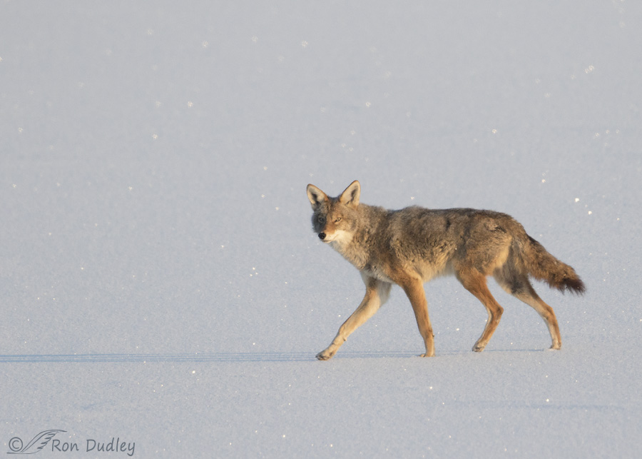 coyote-4098b-ron-dudley