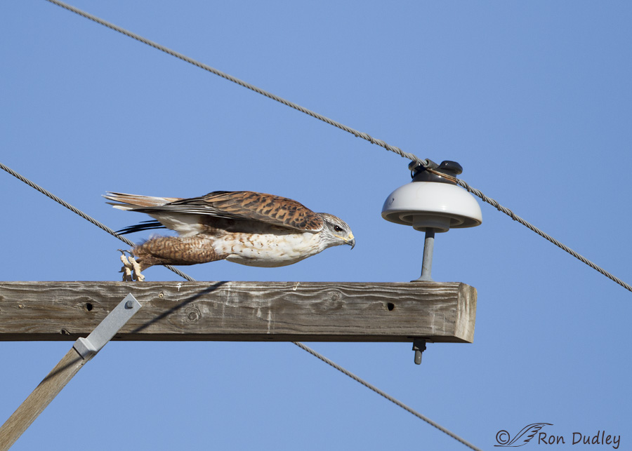 ferruginous-hawk-8673-ron-dudley