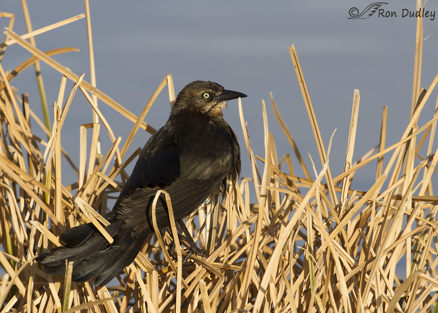great-tailed-grackle-8724-ron-dudley