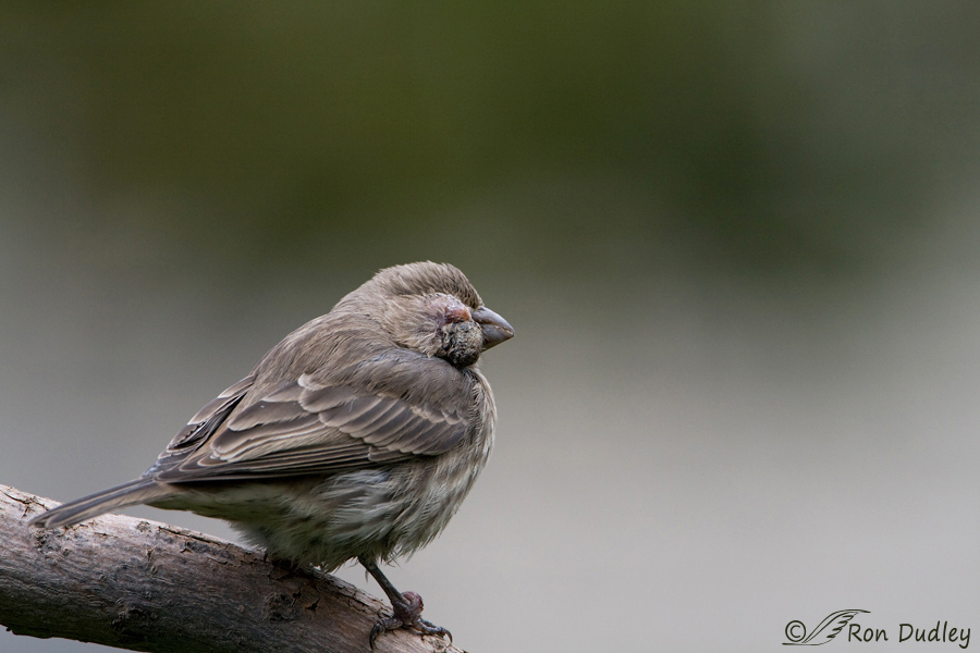 house-finch-7587-ron-dudley