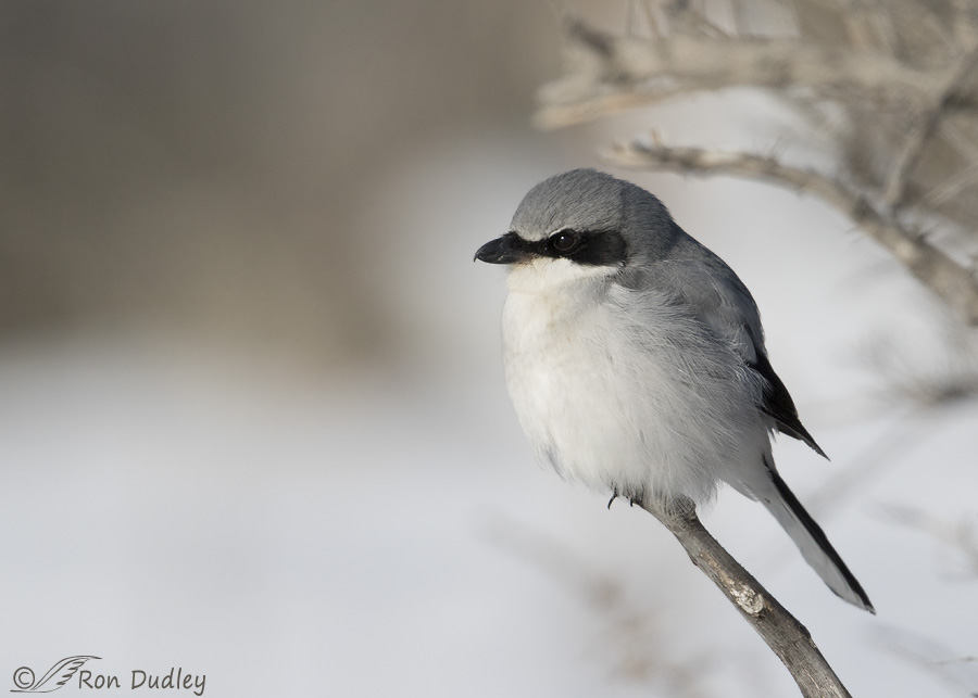 loggerhead-shrike-4541-ron-dudley