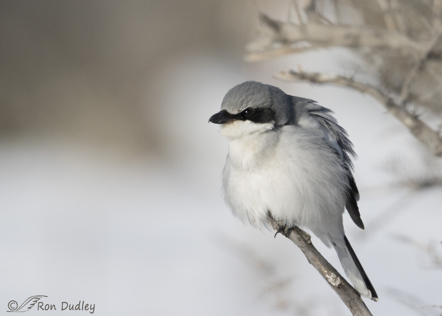 loggerhead-shrike-4550-ron-dudley