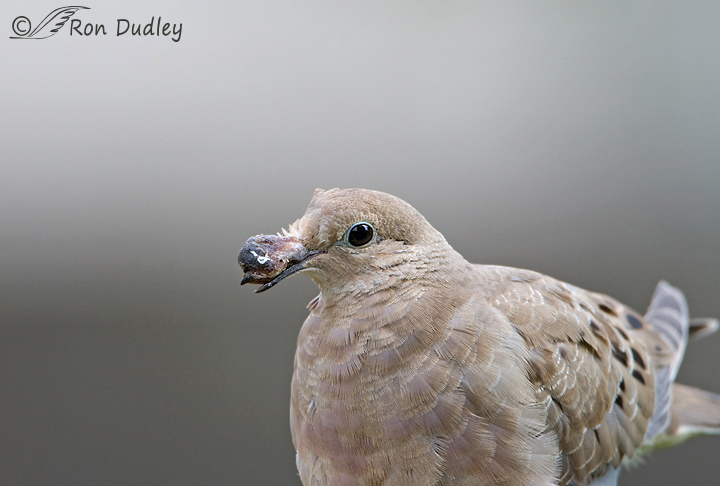 mourning-dove-7484-ron-dudley