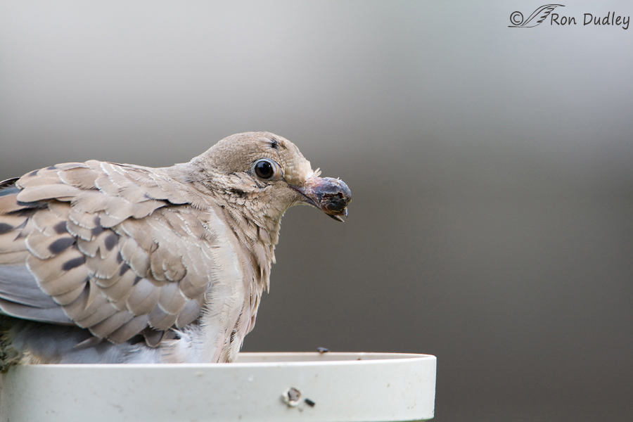 mourning-dove-7502-ron-dudley