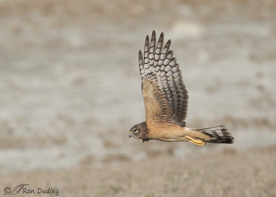 northern-harrier-2089-ron-dudley
