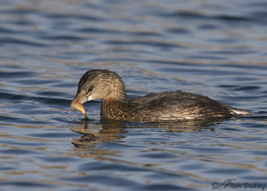 pied-billed-grebe-9566-ron-dudley