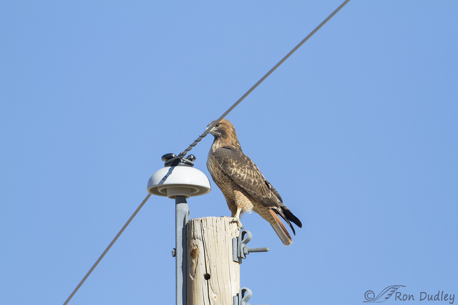 red-tailed-hawk-8454-ron-dudley