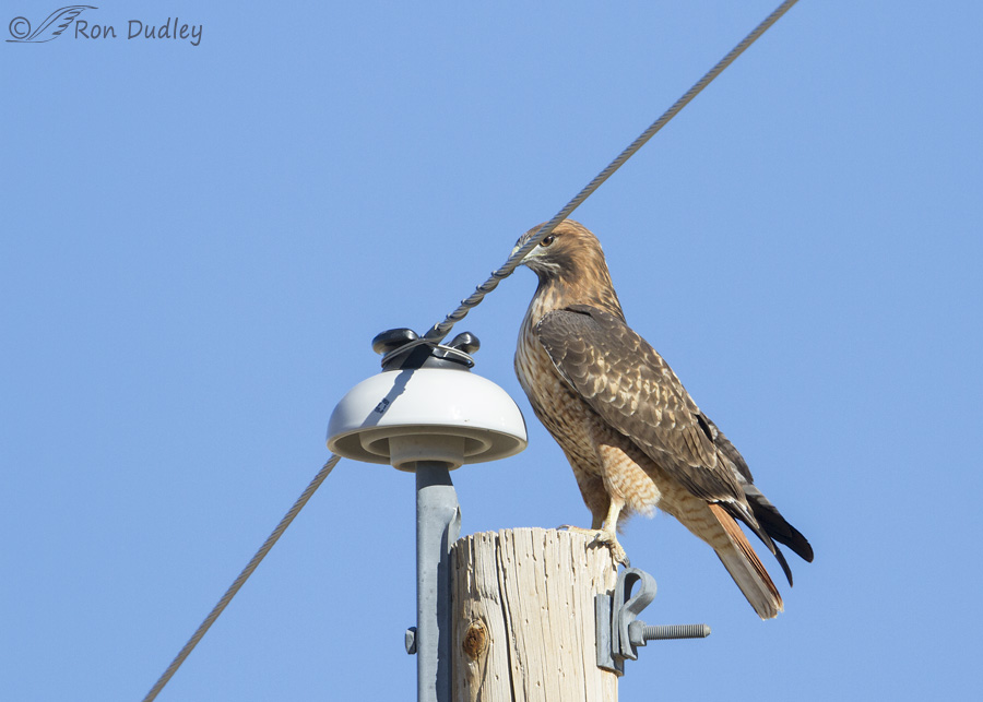 red-tailed-hawk-8454b-ron-dudley