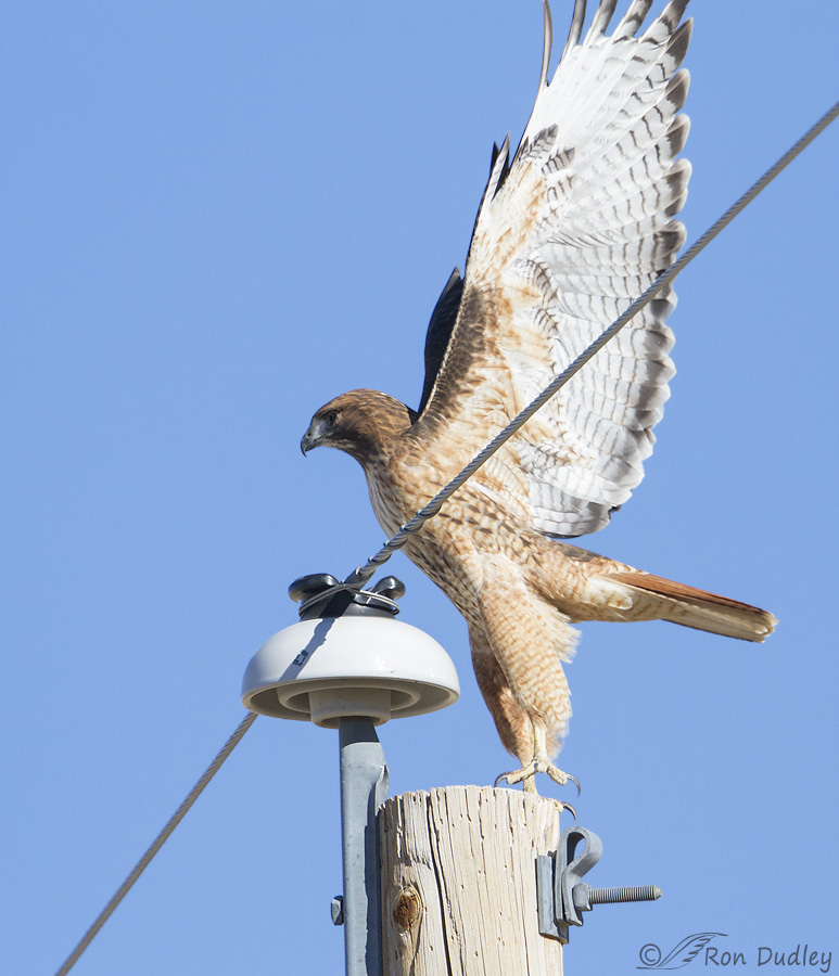 red-tailed-hawk-8455-ron-dudley