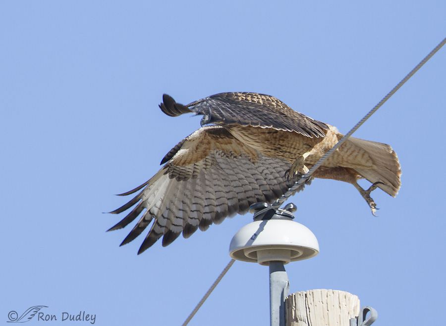 red-tailed-hawk-8456-ron-dudley