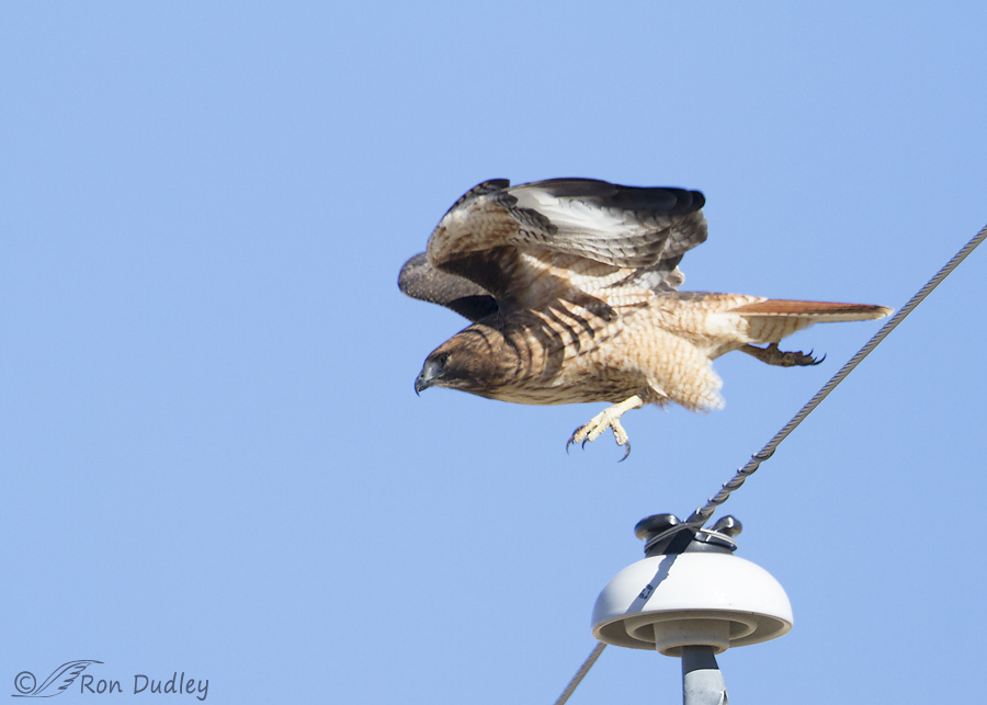 red-tailed-hawk-8457-ron-dudley