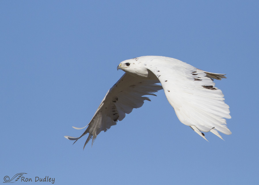 red-tailed-hawk-8531b-leucistic-ron-dudley
