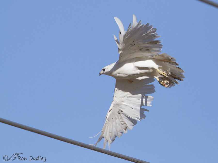 red-tailed-hawk-8566-leucistic-ron-dudley