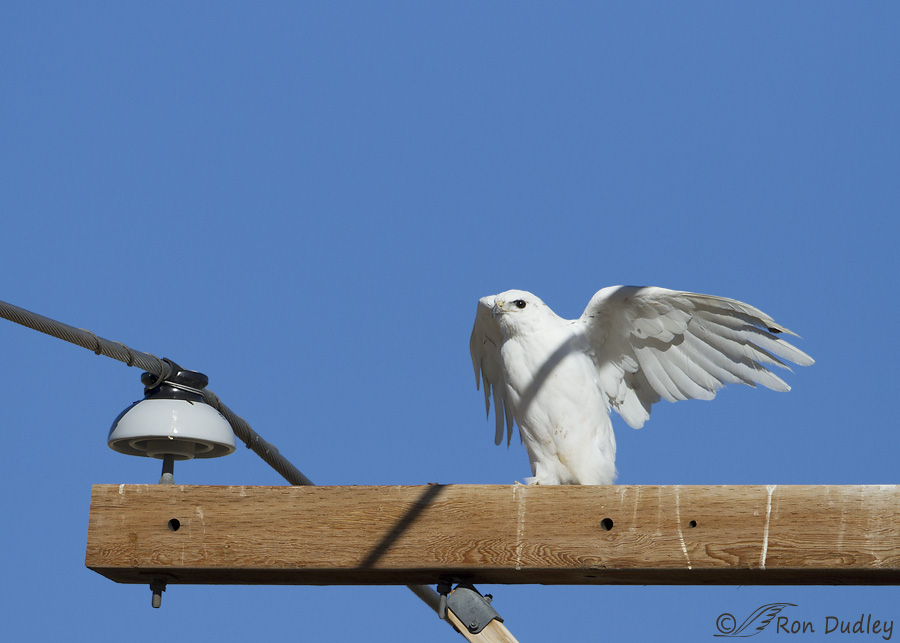 red-tailed-hawk-8702-leucistic-ron-dudley