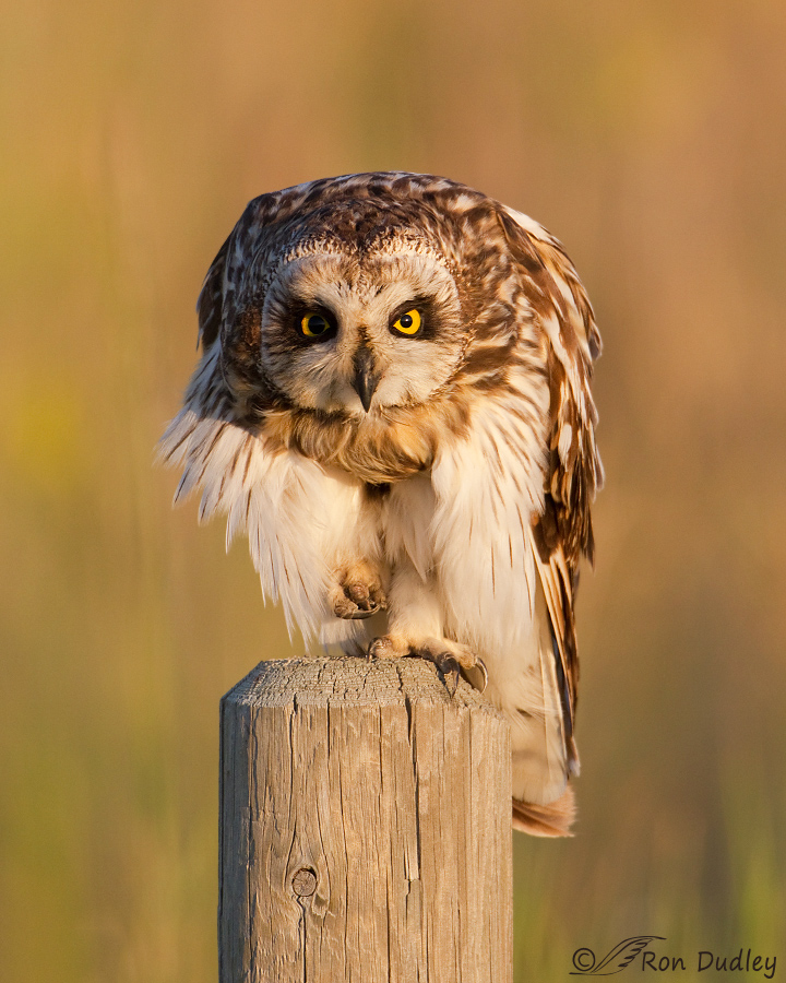 short-eared-owl-1512