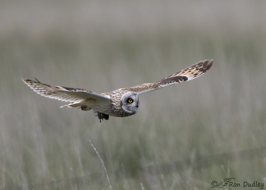short-eared-owl-2621-ron-dudley