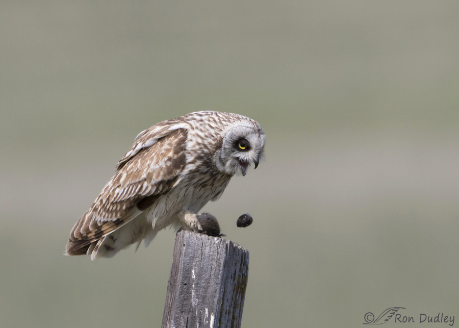 short-eared-owl-2678-ron-dudley