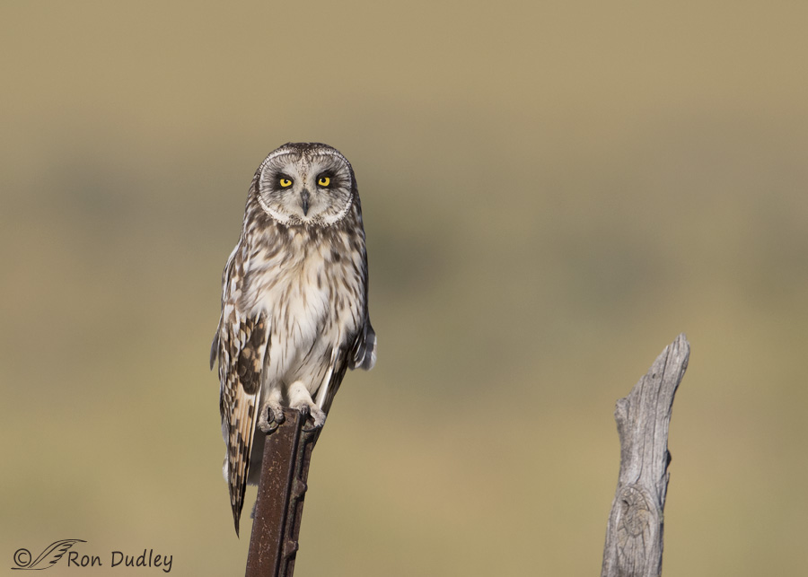 short-eared-owl-3785-ron-dudley