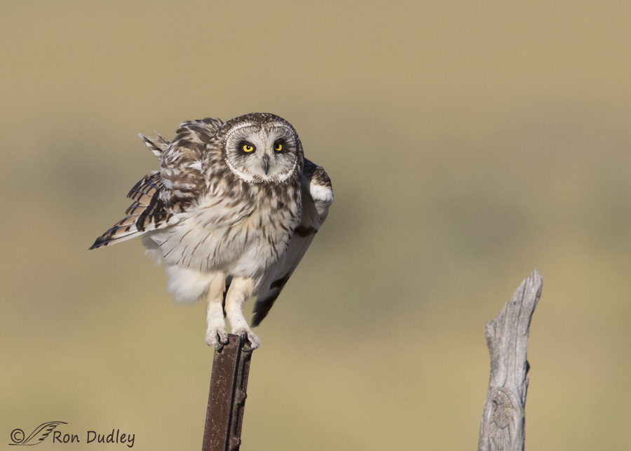 short-eared-owl-3795-ron-dudley