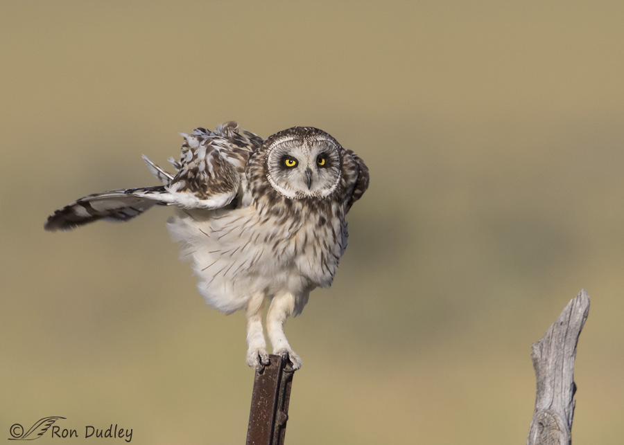 short-eared-owl-3796-ron-dudley