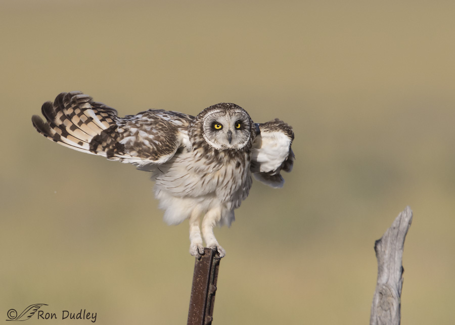 short-eared-owl-3798-ron-dudley