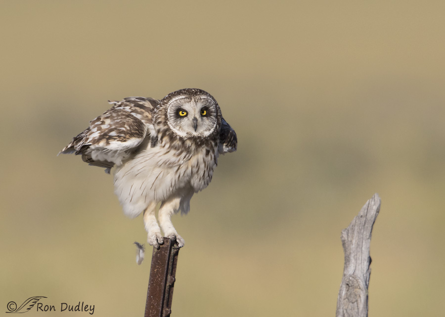 short-eared-owl-3799-ron-dudley