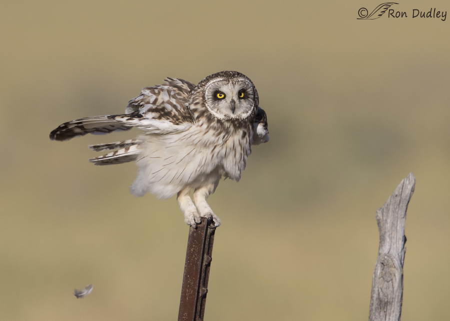 short-eared-owl-3801-ron-dudley