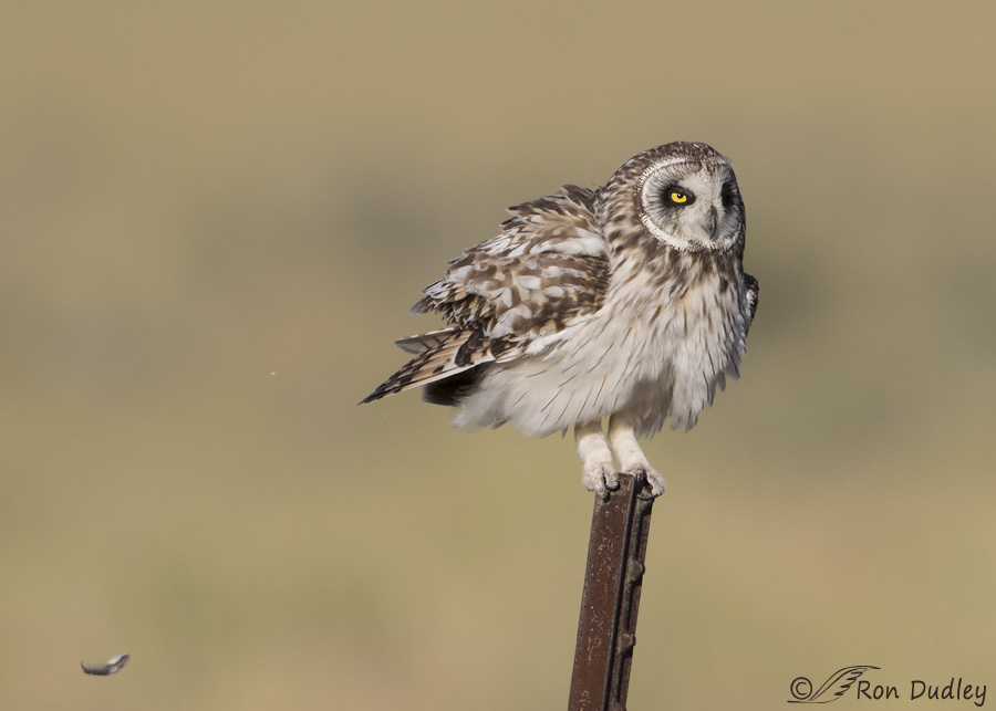 short-eared-owl-3803-ron-dudley