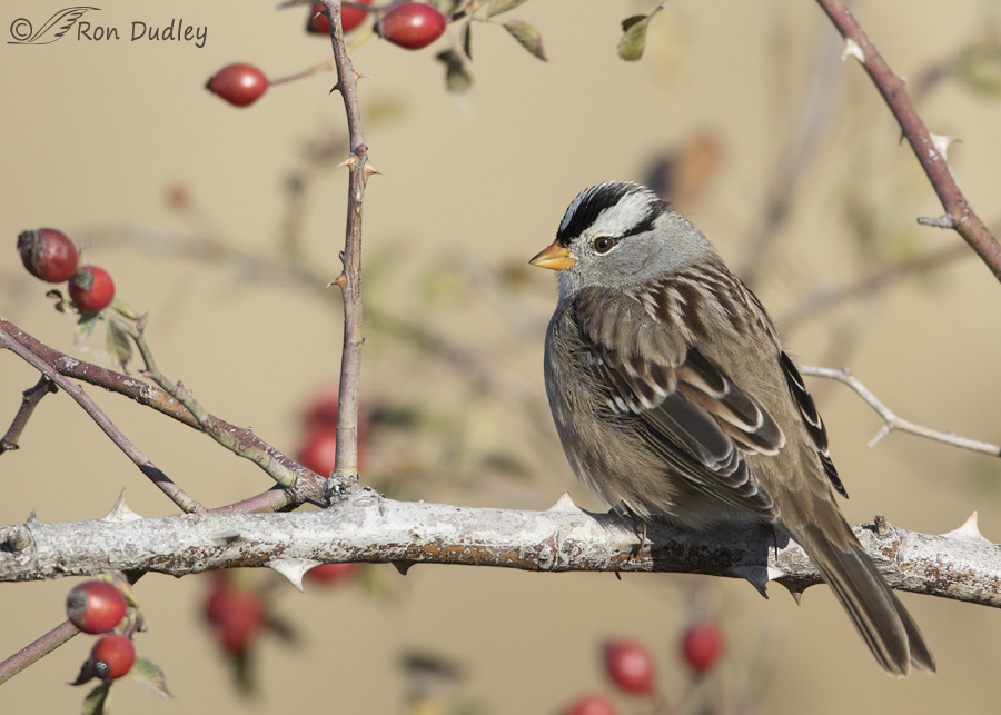 white-crowned-sparrow-2192b-ron-dudley