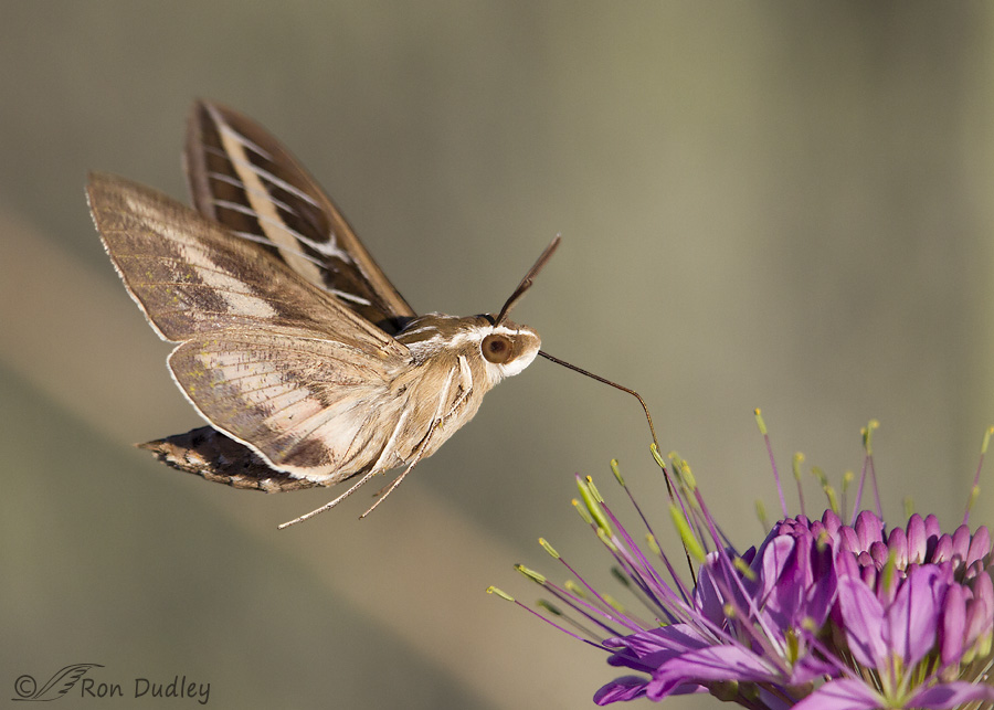 white-lined-sphinx-moth-0505-ron-dudley