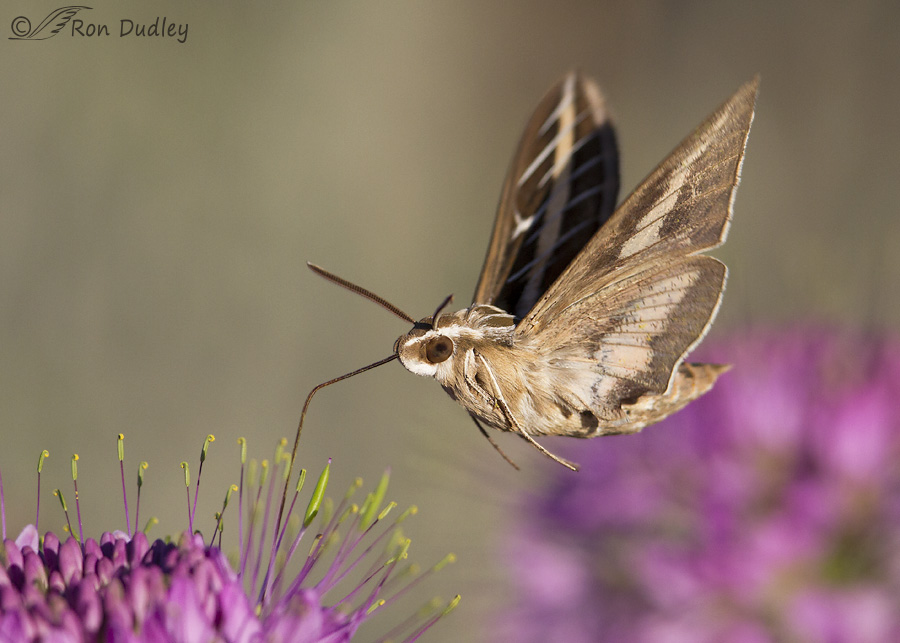 white-lined-sphinx-moth-0557b-ron-dudley