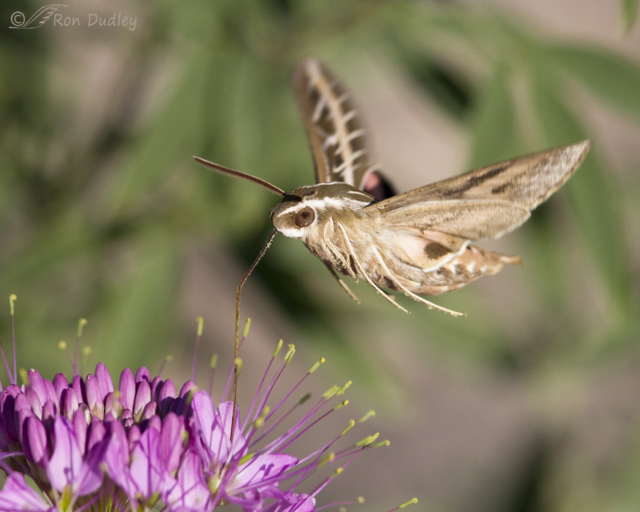 A Lepidopteran Change Of Pace – Feathered Photography