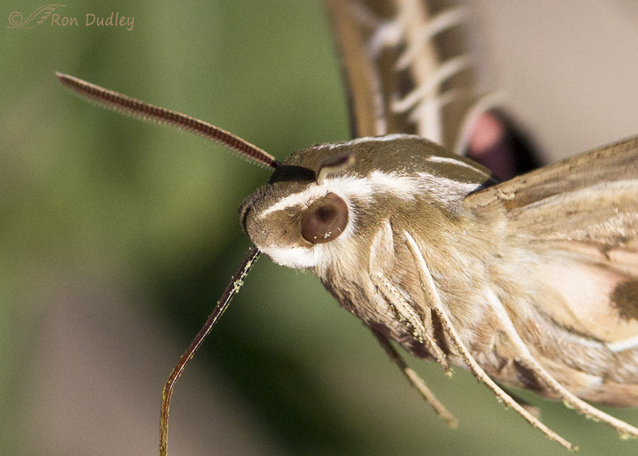 white-lined-sphinx-moth-0785d-ron-dudley