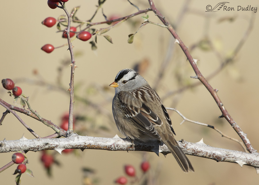 whte-crowned-sparrow-2192-ron-dudley