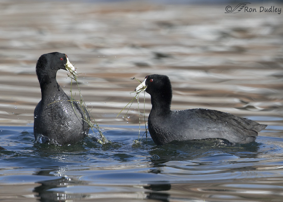american-coot-0272b-ron-dudley