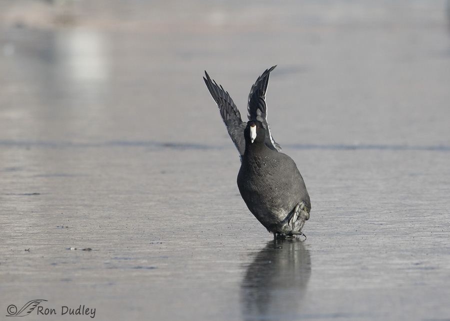 american-coot-2703-ron-dudley