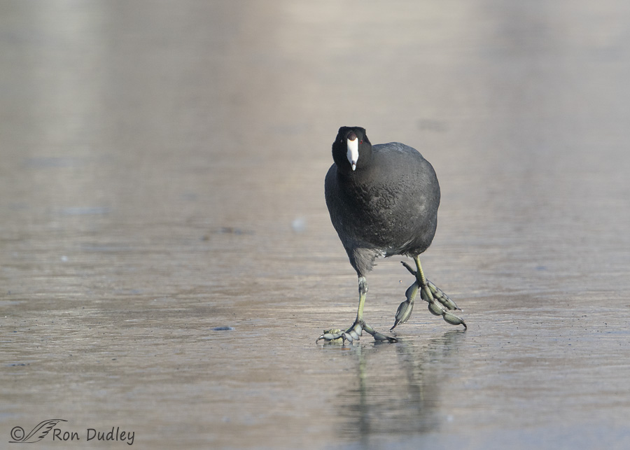 american-coot-2713-ron-dudley