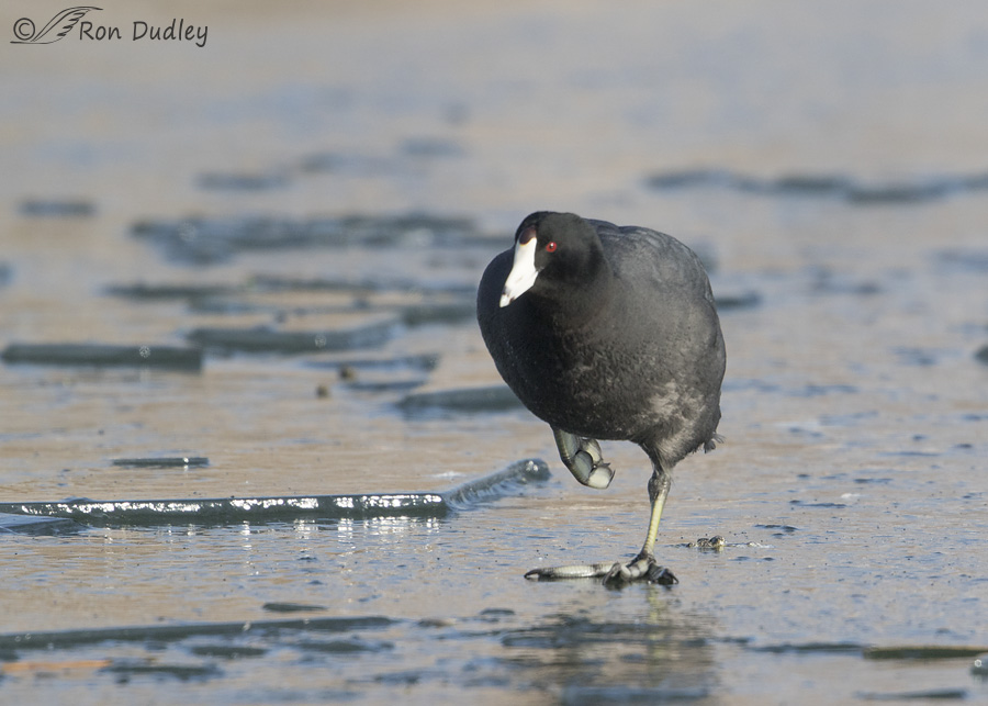 american-coot-2740-ron-dudley