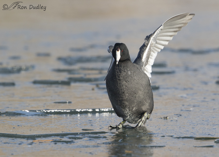 american-coot-2741-ron-dudley