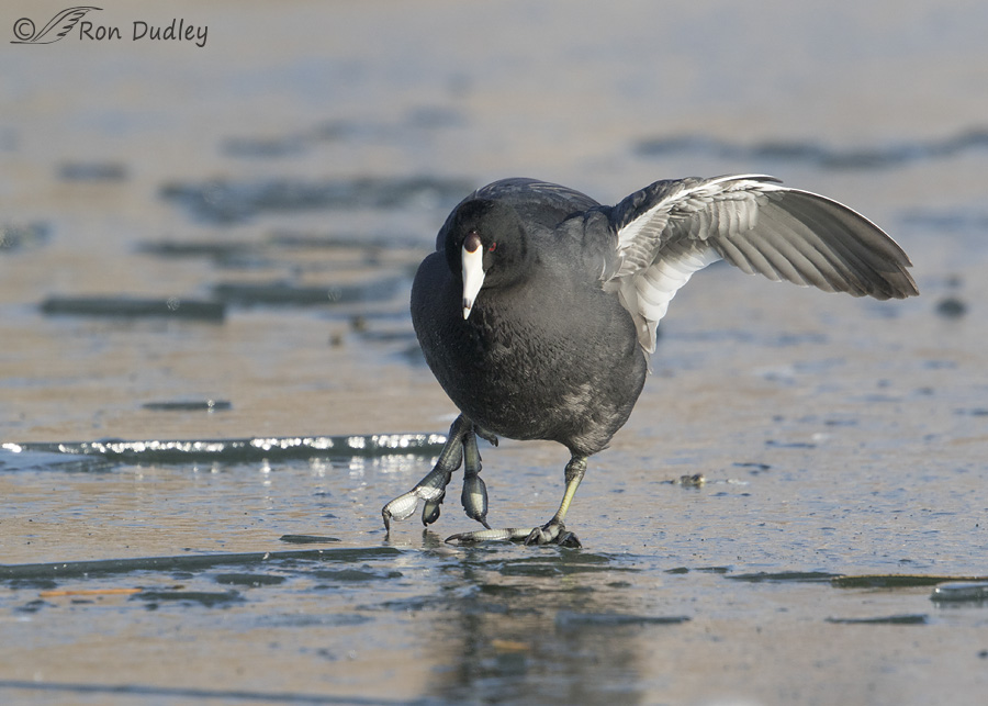 american-coot-2744-ron-dudley