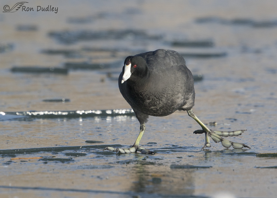 american-coot-2749-ron-dudley