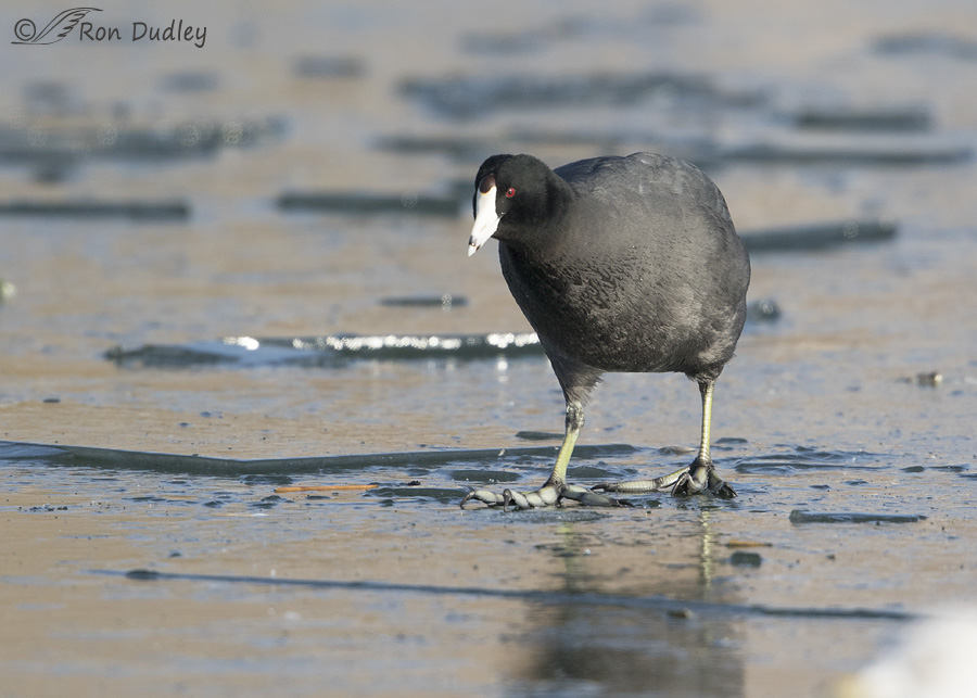 american-coot-2753-ron-dudley