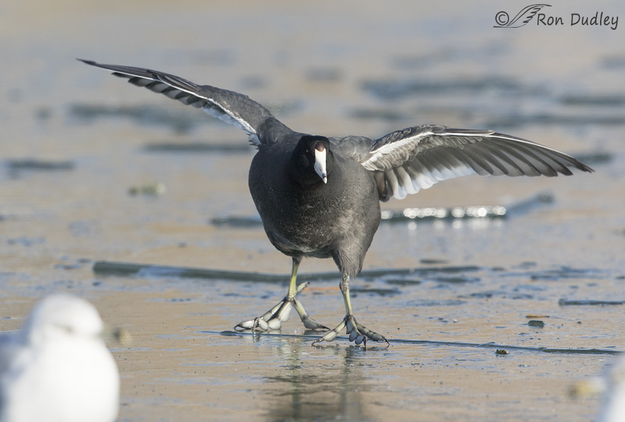 american-coot-2761-ron-dudley