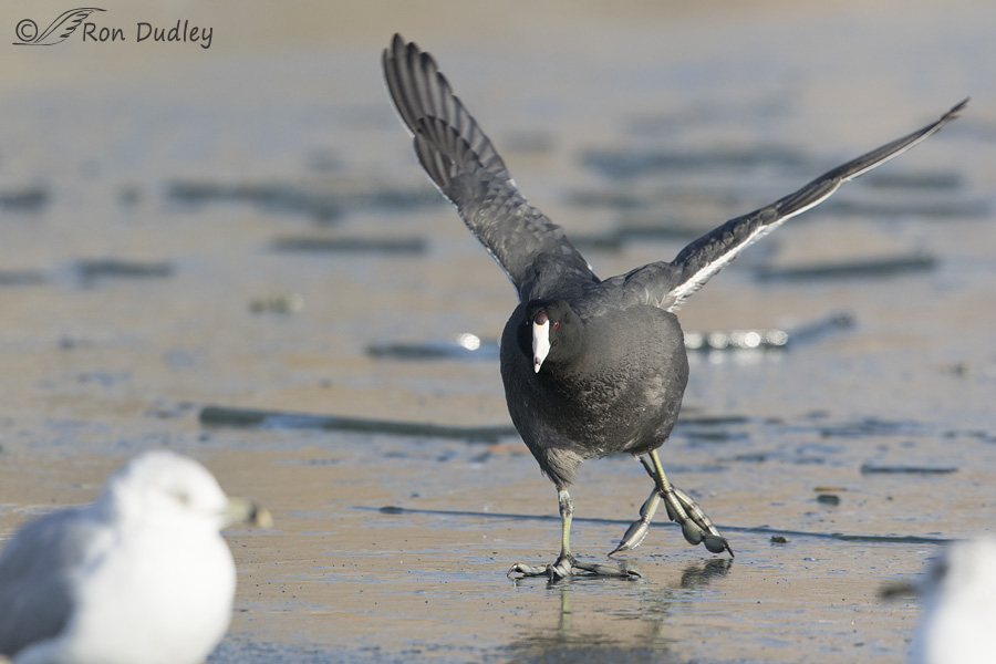 american-coot-2766-ron-dudley