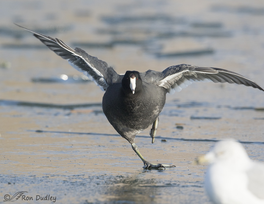american-coot-2771-ron-dudley