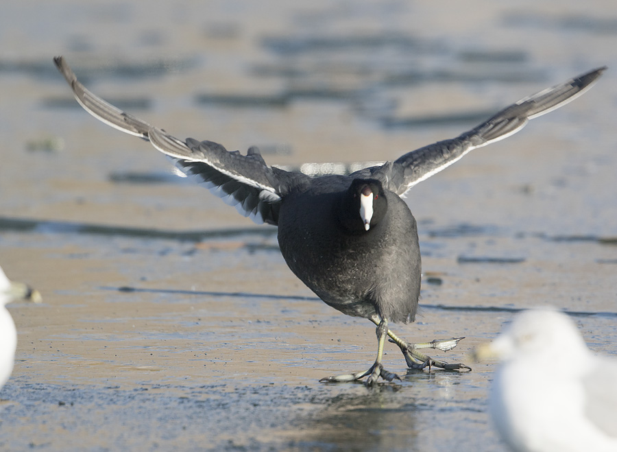 american-coot-2772-ron-dudley