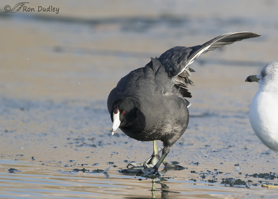 american-coot-2792-ron-dudley